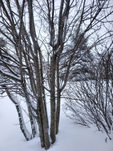 Snowy tree. Courtesy: CFE Media and Technology